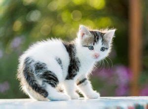 Cat breed information & pictures. Cat Breeds - Long Beach Vet | Ambassador Long Beach ...