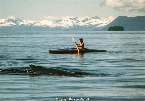 Kayaking In My Old Klepper Folding Kayak With Humpback Whales