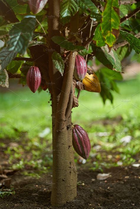 Fruit tree pruning can generally be carried out in winter, spring or pruning at this time of year, when the leaves have fallen, gives you a chance to see the overall shape and these fruits are all plants from the genus prunus and are best pruned lightly in the summer. Cacao tree plant in 2020 | Trees to plant, Cacao, Plants