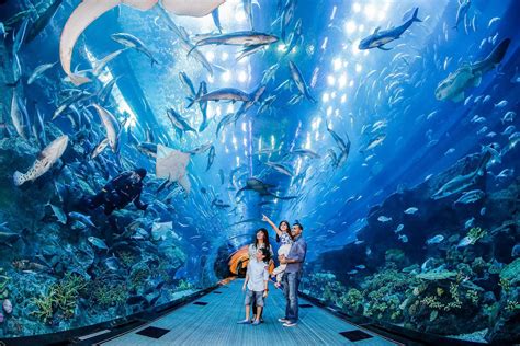 Dubai Aquarium And Underwater Zoo In Dubai Mall Visit Dubai
