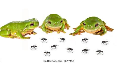 620 Frog Eating Fly Images Stock Photos And Vectors Shutterstock