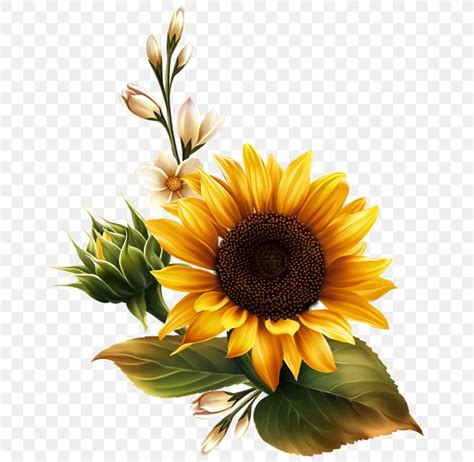 Common Sunflower Sunflower Seed Clip Art Png 679x800px Common