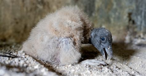 Critically Endangered Andean Condor Chick Hatches At National Aviary
