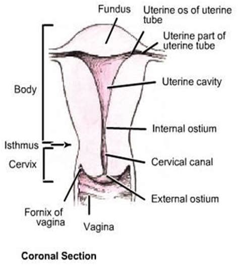 Internal body parts such as brain, lungs, hearth and external body parts such as ears, eyes and ⬤ our internal organs in english. Physician Assistant Pa 2013 Session 1 > Tsai > Flashcards > AN2 15: Female Reproductive Organs ...
