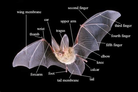 Bats Wild Thing A Little Something About Bats Johns Hopkins