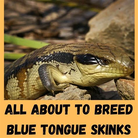 How To Breed Blue Tongue Skinks 2022 Beginner Guide