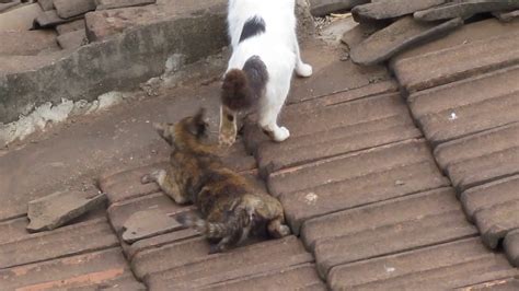 domestic cats mating part 2 youtube