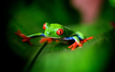 Free Download Cute Green Frog Wallpapers 620x390 For Your Desktop