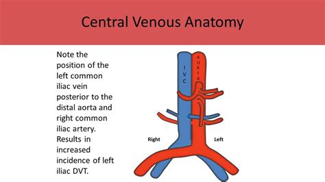 Ultrasound Registry Review Extremity Venous Ultrasound Ultrasound My XXX Hot Girl