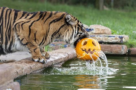 Animals Eating Pumpkins List