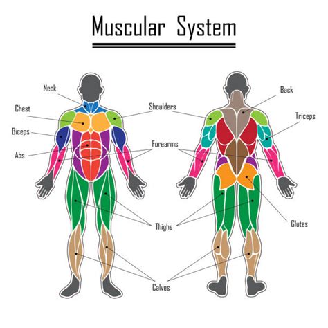 Pectoral Muscle Clip Art Vector Images And Illustrations Istock