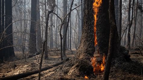 Hundreds Of Trees Burned At Big Basin Redwoods State Park The New