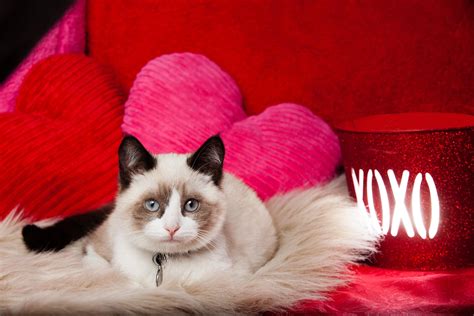 Valentine Cat Wallpapers Top Free Valentine Cat Backgrounds