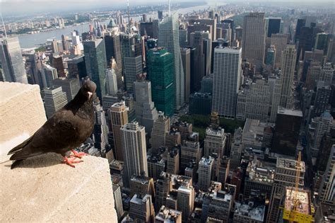 Rehabilitating New York Citys Wildlife Scienceline