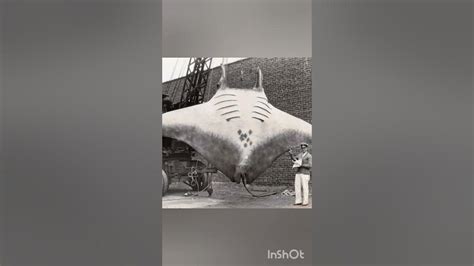 A Giant Manta Ray Caught In 1933 Over 20 Ft Wide Youtube