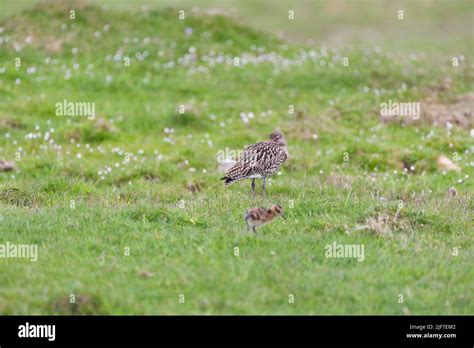 Western Curlew Chick Hi Res Stock Photography And Images Alamy