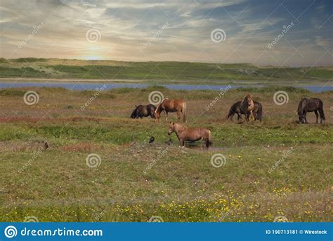 Herd Of Grazing Horses In A Field Covered In Greenery Under The