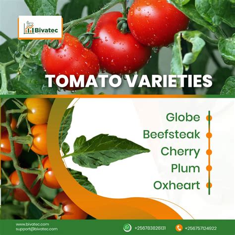 Unlock The Secrets To Profitable Tomato Growing Essential Tips You Need To Know