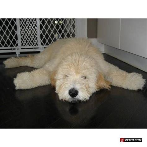 Our smeraglia english teddy bear goldendoodles have not become famous for lack of good reason. Adult Goldendoodle | Found on drypet.com | Goldendoodle ...