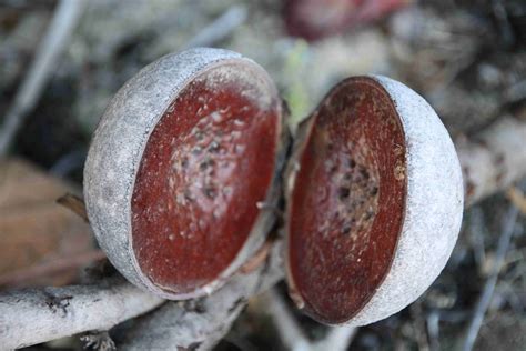Identification Of Tree Seed Pods Observed In Western Australia Near The City Of Perth In