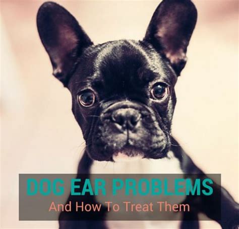 Dog Ear Problems And How To Treat Them Thedoghows