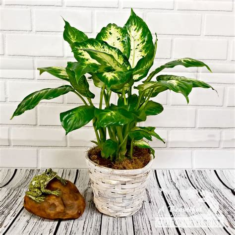 Maybe you would like to learn more about one of these? Dieffenbachia Plant - ABC Florist Long Beach in Long Beach ...