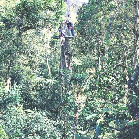 Somos tour operadores contamos con 14 cables, 1 rappel, 1 tarzan swing y 1 escalada por dentro de un arbol hueco. The Original Canopy Tour (Monteverde, Costa Rica): Top ...
