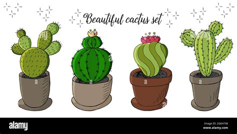 Cute Vector Illustration Set Of Cartoon Images Of Cacti In Flower Pots