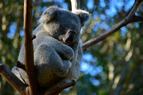 New Queensland Koala Strategy Gives Species Fighting Chance