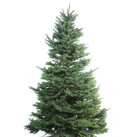 Here's a breakdown of the best real ones. 9-10-ft Fresh Noble Fir Christmas Tree at Lowes.com