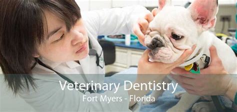 Veterinary Dentist Fort Myers Dog And Cat Dentist Fort Myers