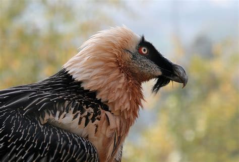 Alpine Wildlife Notes Bearded Vulture Gypaetus Barbatus