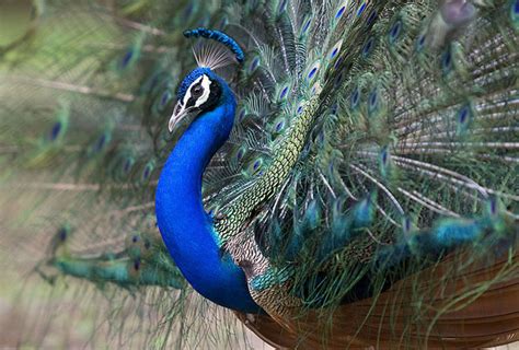 Amazing Photographs Of Peacock Great Inspire