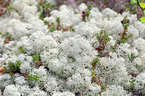 Tundra Plant Facts Gardenerdy