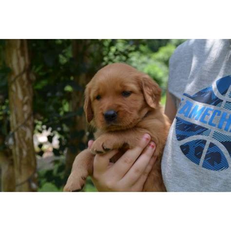 However, free mi ki dogs and puppies are a rarity as rescues usually charge a small adoption fee to cover their expenses (usually less than $200). 3 girl's 4 boy's Golden Retriever Puppies in Atlanta ...