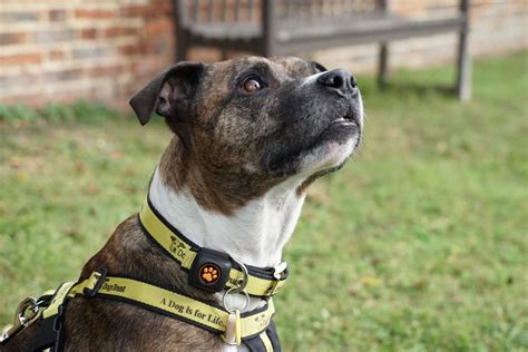 Pitpat And Dogs Trust Collaborate To Help The Uks Dogs