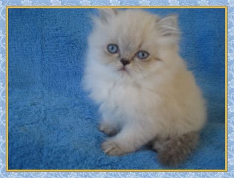We offer 29 himalayan kittens for sale in florida. Himalayan Kittens for sale - New Jersey - Blue Point One ...