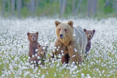56 Un Bear Ably Cute Momma Bears Teaching Their Teddy Bears How To Bear