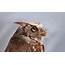 Eastern Screech Owl  Shutterbug