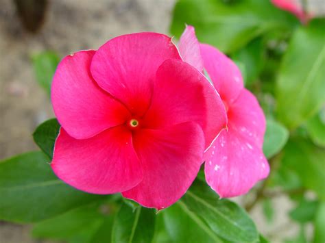 Free Picture Pink Flower