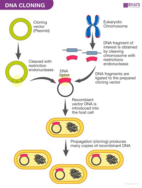 Dna Cloning Steps And Importance Of Dna Cloning