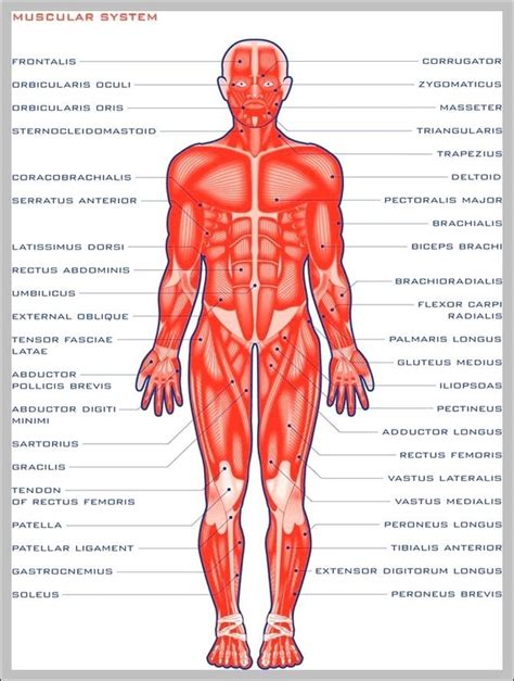 Human Muscles Diagram ~ The Human Body In Health Disease