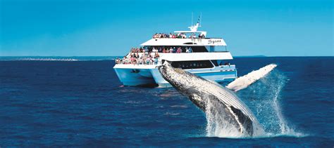 Hervey Bay Half Day Whale Watch Cruise Book Now Experience Oz