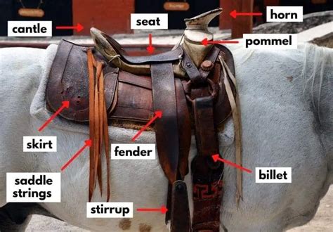 Parts Of A Saddle English And Western With Pictures