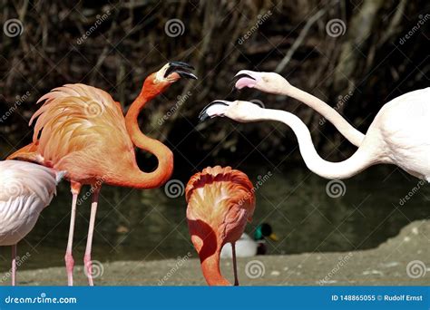 O Flamingo Americano Ruber De Phoenicopterus Uma Grande Espcie De