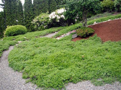 See full descriptions and photos for each below. WSHG.NET BLOG | Want Carefree Gardening? Tips for Ecolawns ...