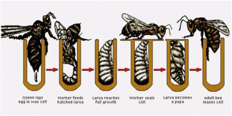 Life Cycle Of A Honey Bee Beekeeping