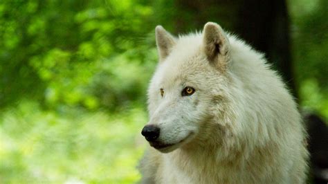 Wallpaper Wolf White Predator Glance Wildlife Hd Picture Image