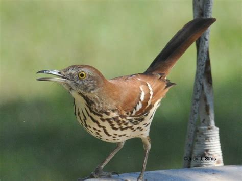 East Texas Birder On The Move More Birds Of My Backyard