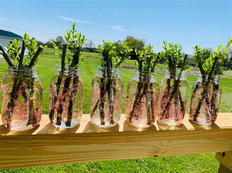 100 Austree Hybrid Willow Trees Instant Privacy Hedge Fence Grows 12
